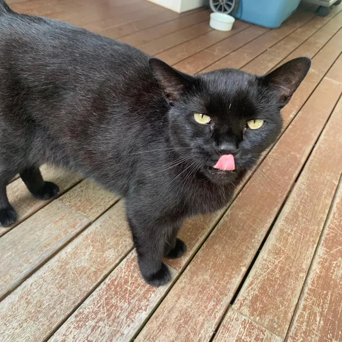 Jackie's Cat Sitting