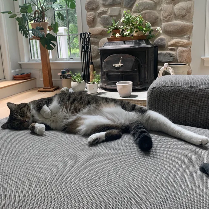 Jackie's Cat Sitting