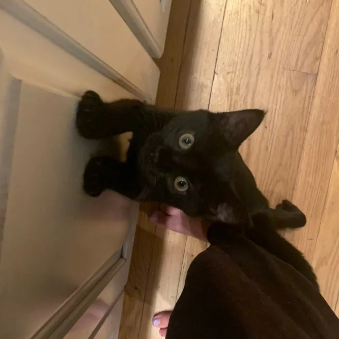 Jackie's Cat Sitting