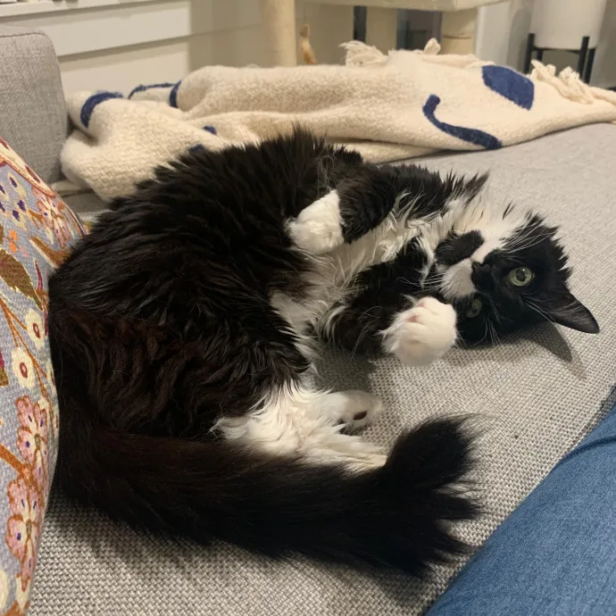 Jackie's Cat Sitting