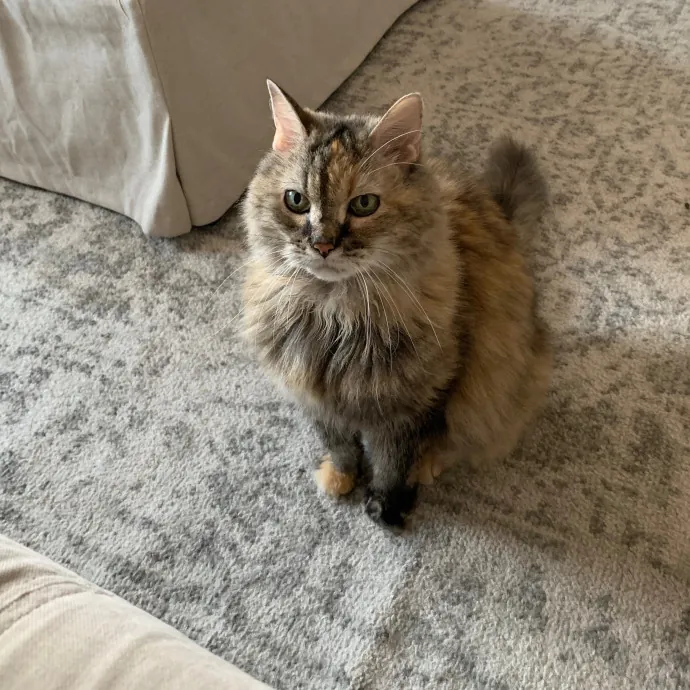 Jackie's Cat Sitting