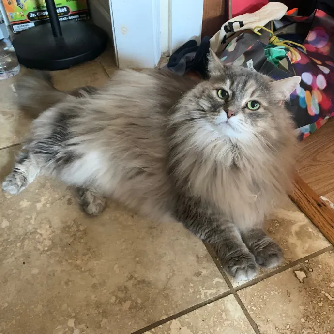 Jackie's Cat Sitting