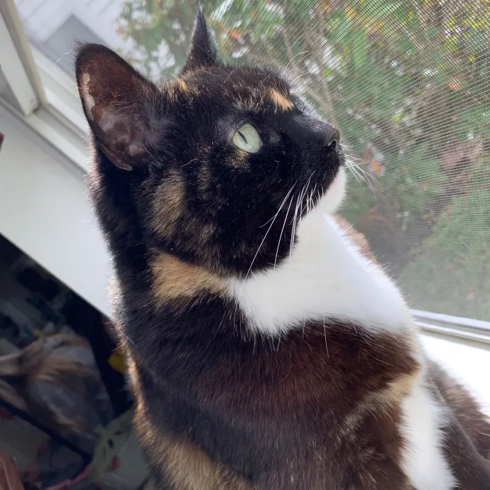 Jackie's Cat Sitting