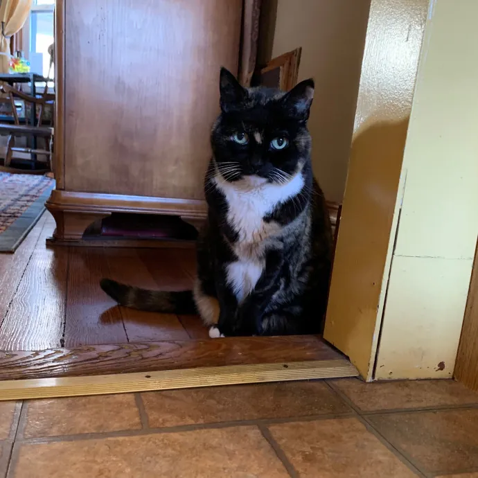 Jackie's Cat Sitting