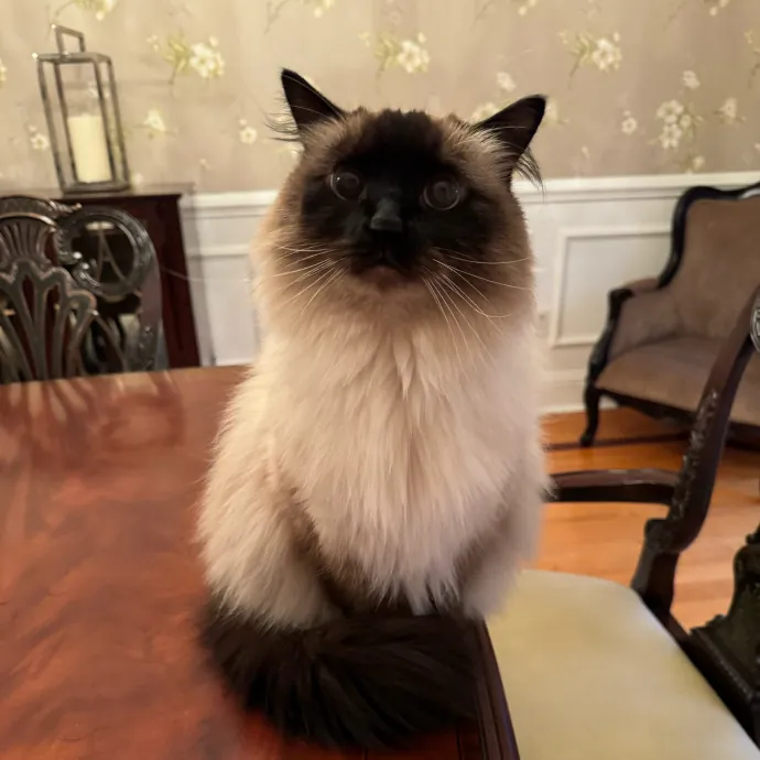 Jackie's Cat Sitting