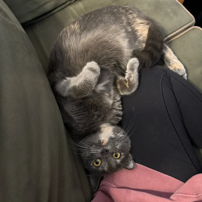 Jackie's Cat Sitting