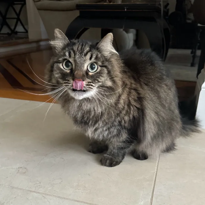 Jackie's Cat Sitting