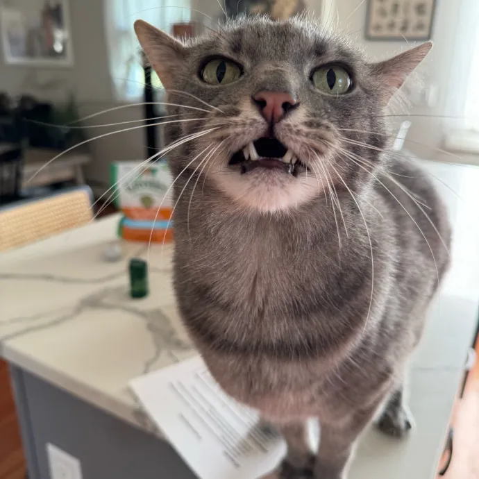 Jackie's Cat Sitting