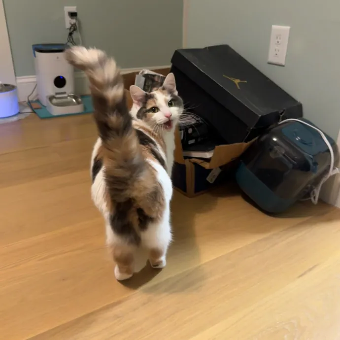 Jackie's Cat Sitting