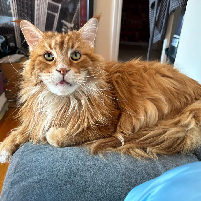 Jackie's Cat Sitting