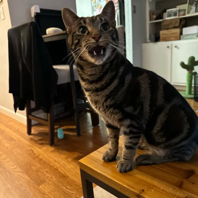 Jackie's Cat Sitting