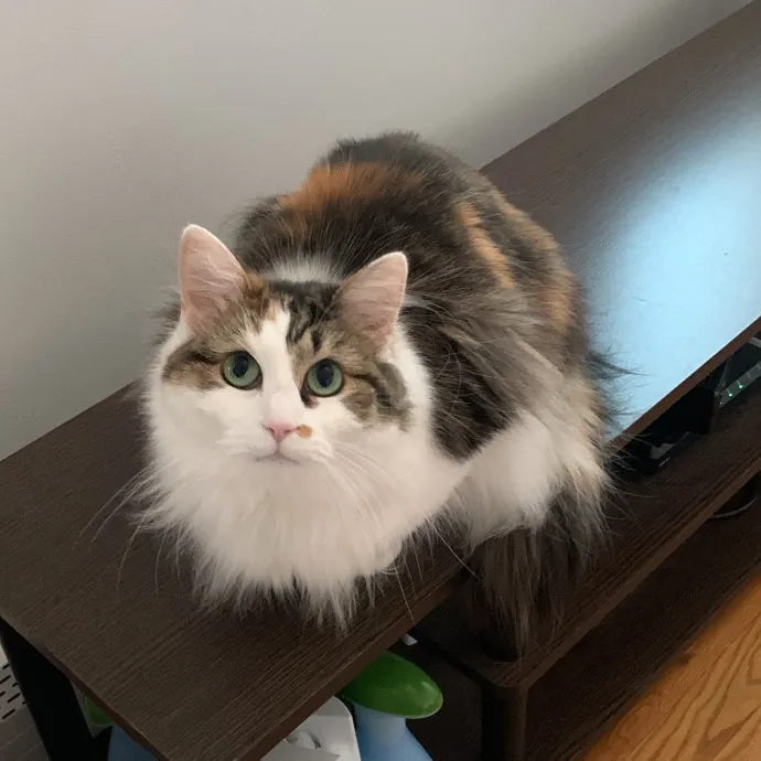 Jackie's Cat Sitting