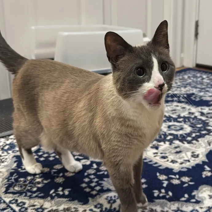 Jackie's Cat Sitting