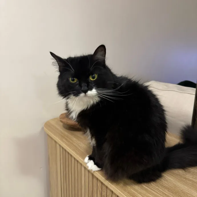 Jackie's Cat Sitting