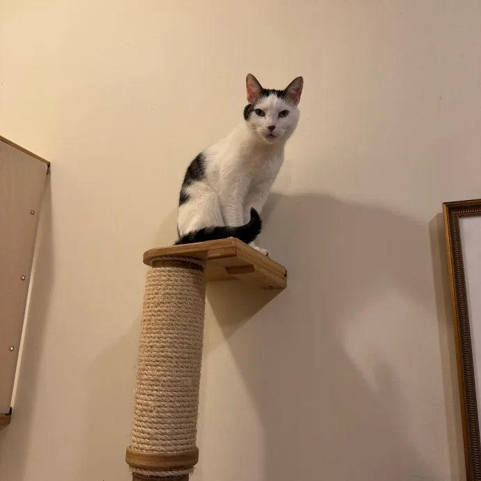 Jackie's Cat Sitting