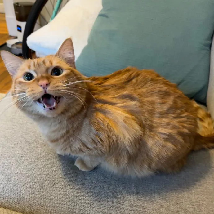 Jackie's Cat Sitting