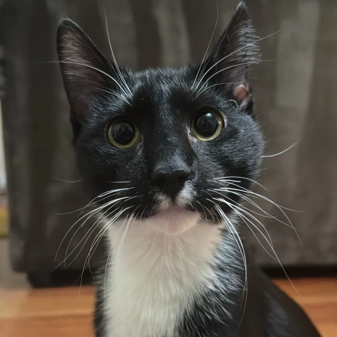 Jackie's Cat Sitting