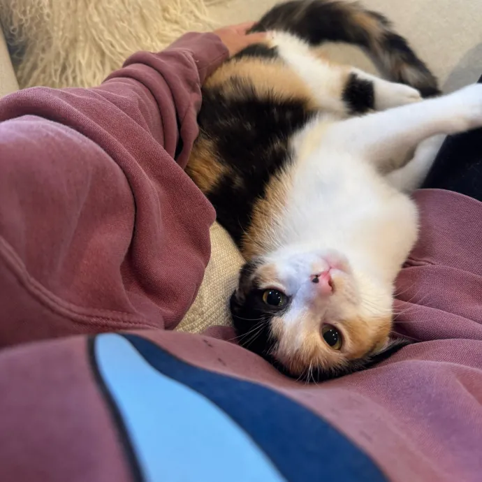 Jackie's Cat Sitting