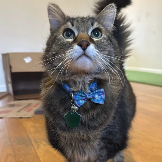 Jackie's Cat Sitting