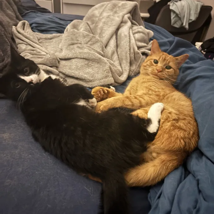 Jackie's Cat Sitting