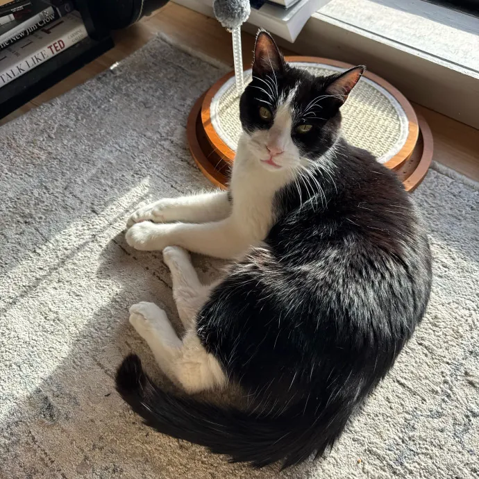 Jackie's Cat Sitting