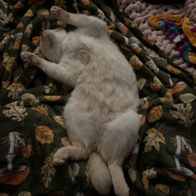 Jackie's Cat Sitting