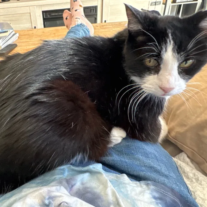 Jackie's Cat Sitting