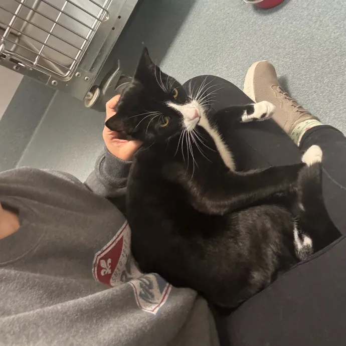 Jackie's Cat Sitting