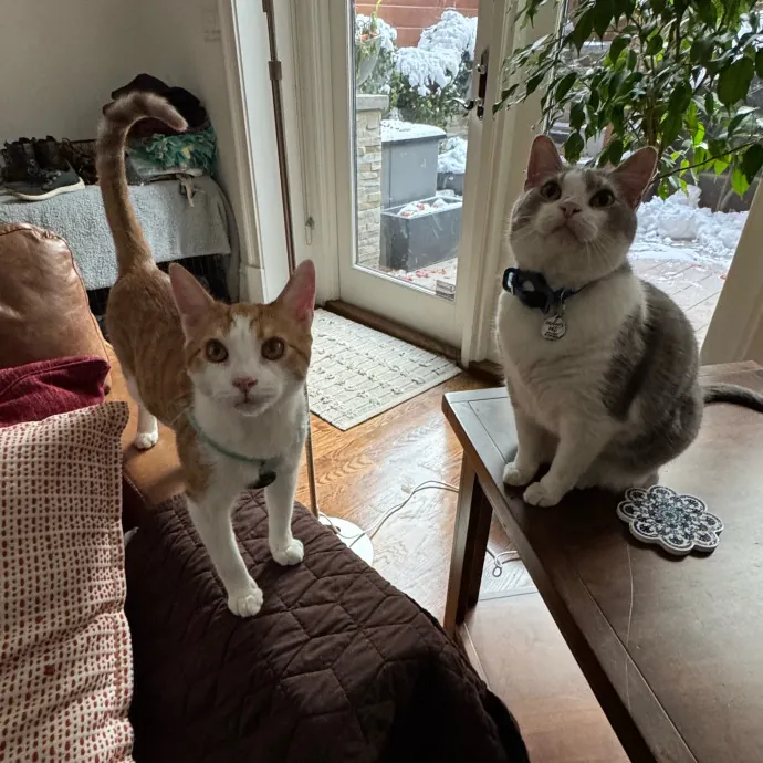 Jackie's Cat Sitting