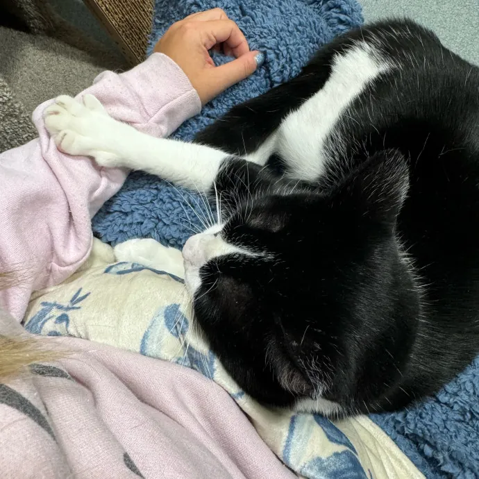 Jackie's Cat Sitting