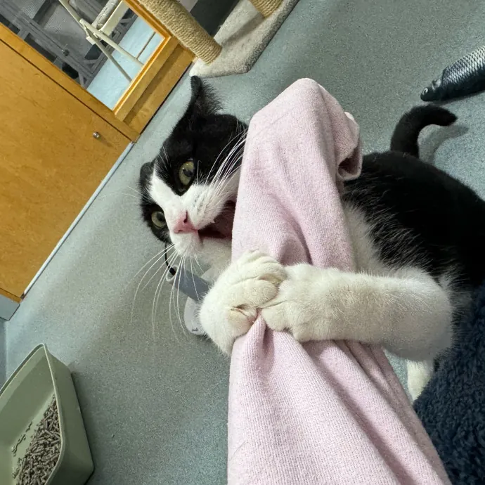 Jackie's Cat Sitting