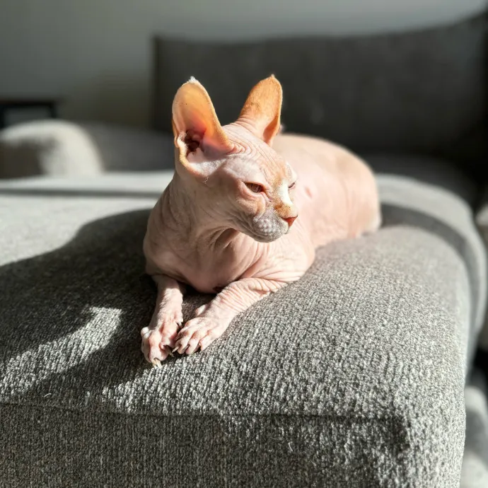 Jackie's Cat Sitting