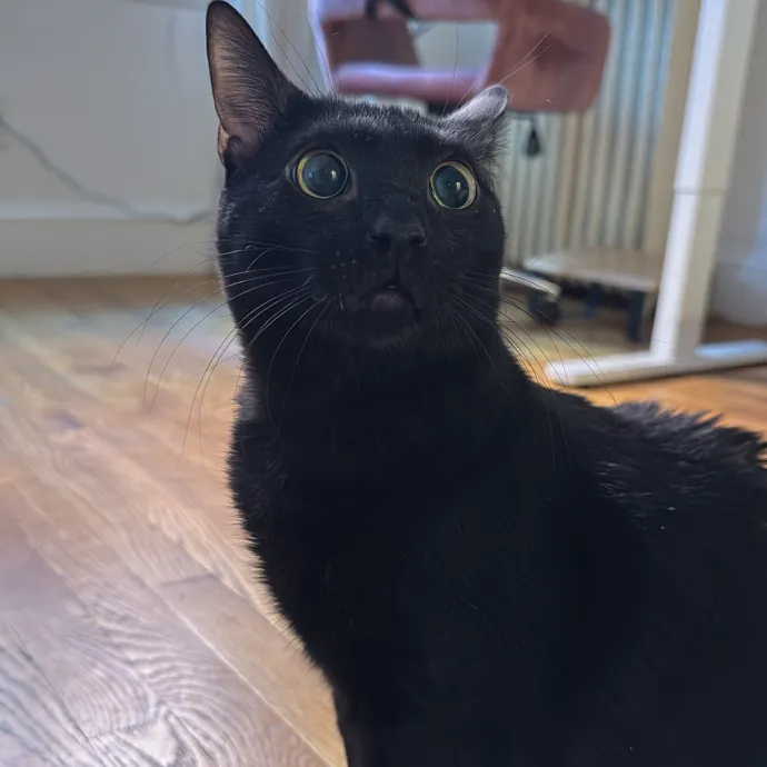 Jackie's Cat Sitting