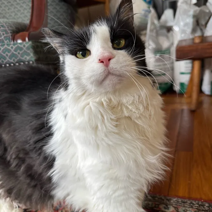 Jackie's Cat Sitting