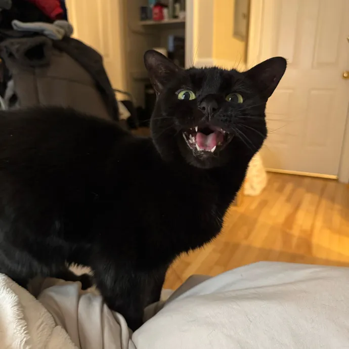 Jackie's Cat Sitting photo 4