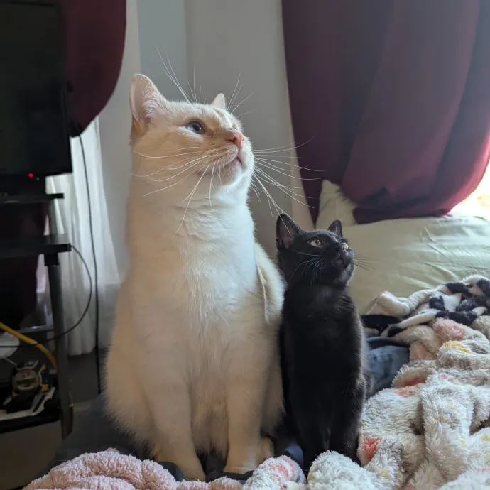 Jackie's Cat Sitting photo 3