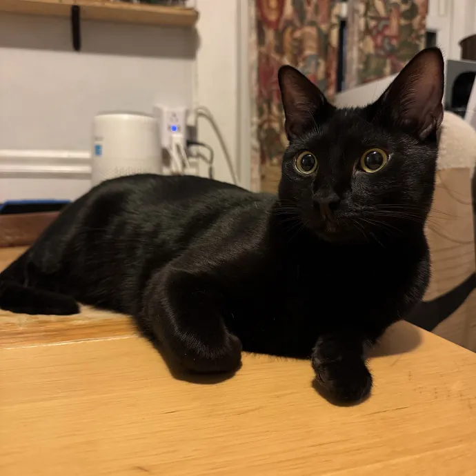 Jackie's Cat Sitting photo 2