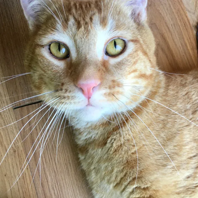 Cari's Paws Before Claws Cat Care