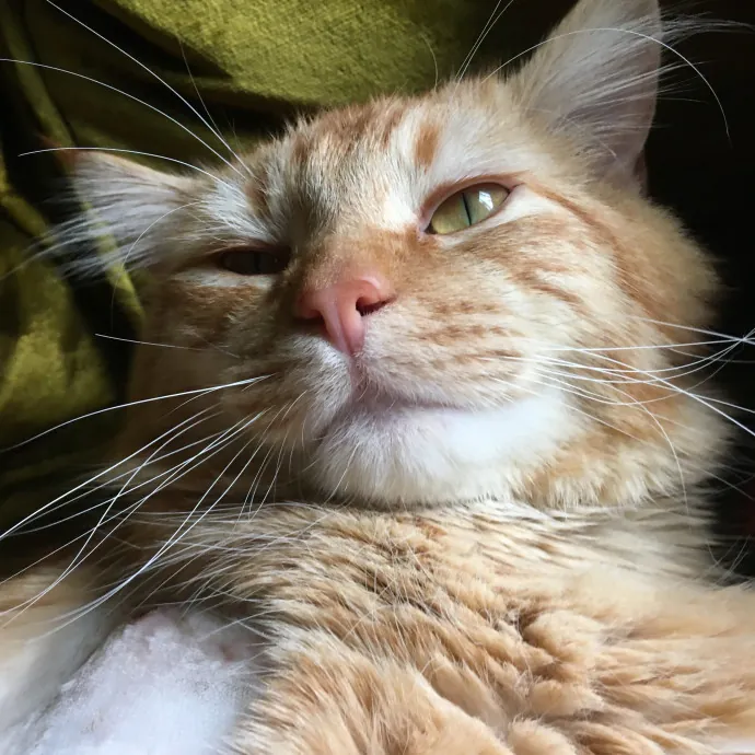 Cari's Paws Before Claws Cat Care