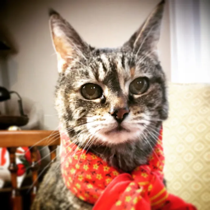 Cari's Paws Before Claws Cat Care