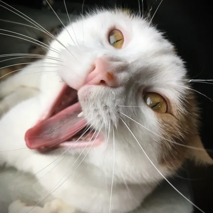 Cari's Paws Before Claws Cat Care