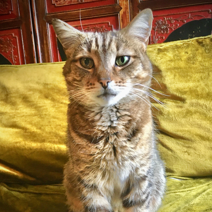 Cari's Paws Before Claws Cat Care