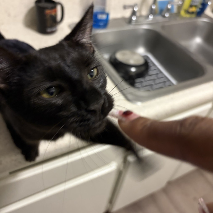 A Cats Best Friend