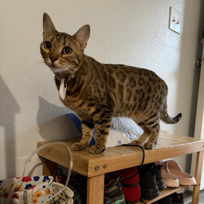 A Cats Best Friend