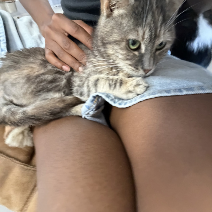 A Cats Best Friend