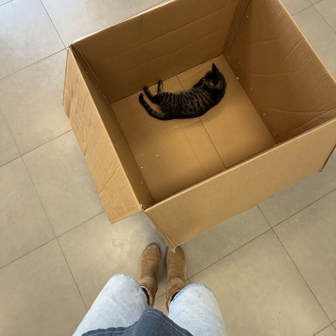 A Cats Best Friend