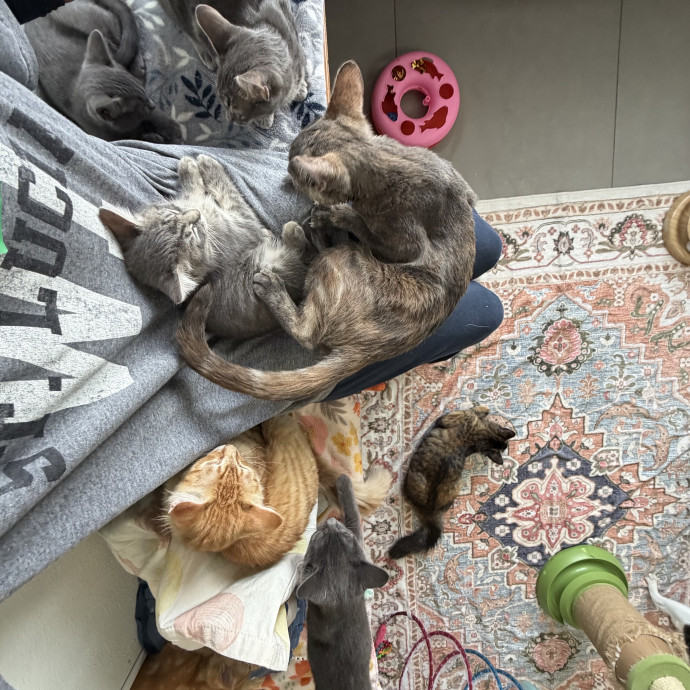 A Cats Best Friend