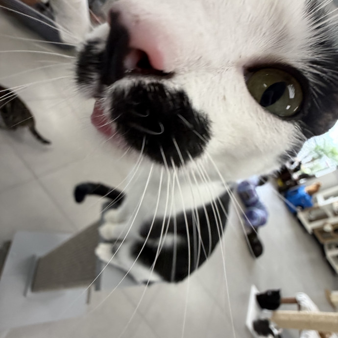 A Cats Best Friend