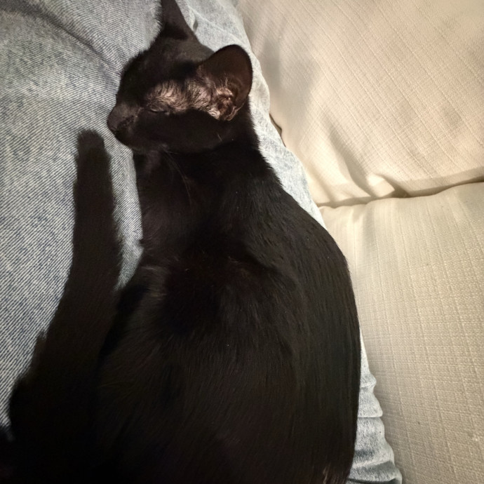 A Cats Best Friend