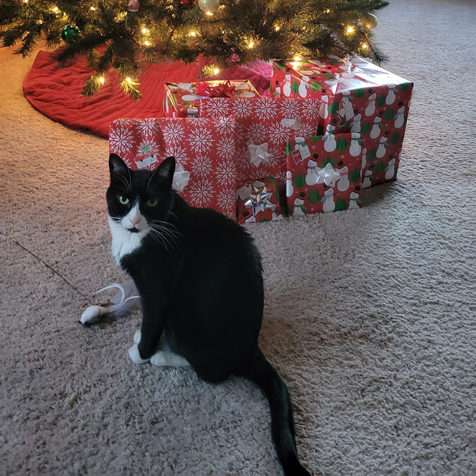 Alex's Pawsitive Cat Care